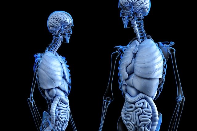 guzki krwawnicze odbytu anatomia człowieka